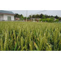Semente de trigo natural a granel para venda